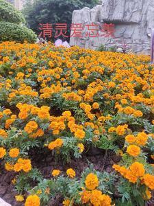 清灵爱忘羡封面